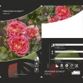 Beetrose Designer Sunset®, C3 interface.art Bild 2 Beetrose Designer Sunset®, C3 interface.image 2 interface.art 4984