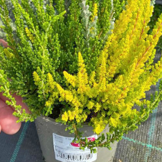 Besenheide Trio Girls Zelia/Zilly/Zoe interface.image 17