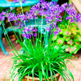 Afrikanische Lilie (Agapanthus) Brilliant Blue interface.image 3