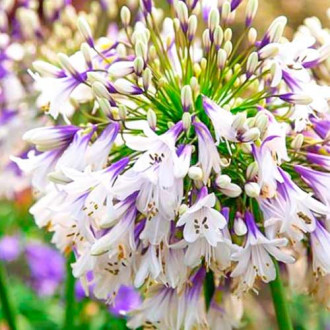 Afrikanische Lilie (Agapanthus) Fireworks Bild 18 Afrikanische Lilie (Agapanthus) Fireworks interface.image 18