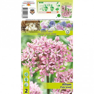 Allium Pink Jewel Bild 11 Allium Pink Jewel interface.image 11