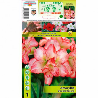 Amaryllis (Ritterstern) Double Record interface.image 1