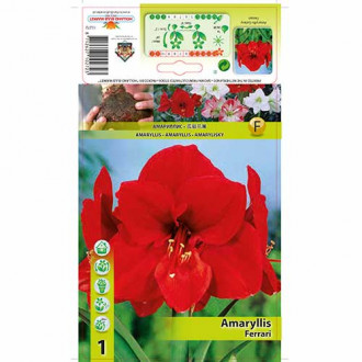 Amaryllis Ferrari interface.image 3