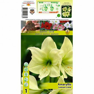 Amaryllis Lemon Lime interface.image 5