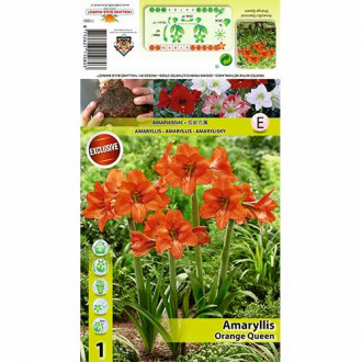 Amaryllis Orange Queen interface.image 3