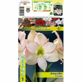 Amaryllis Picotee interface.image 1