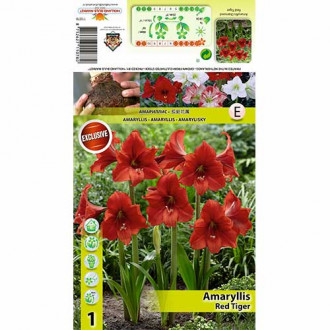 Amaryllis Red Tiger interface.image 3