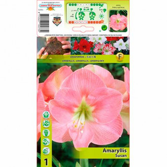 Amaryllis (Ritterstern) Susan interface.image 4