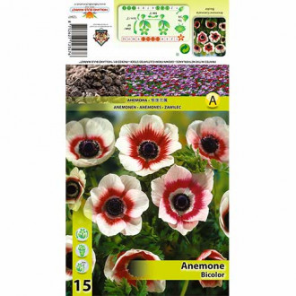Anemone Bicolor interface.image 2