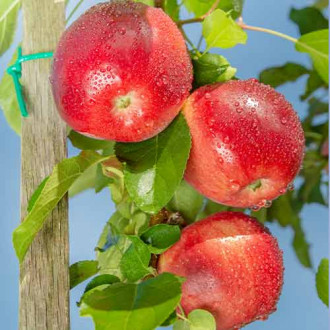 Apfel (columnar) Carneval Bild 14 Apfel (columnar) Carneval interface.image 14