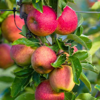 Apfel (columnar) Fuji interface.image 3