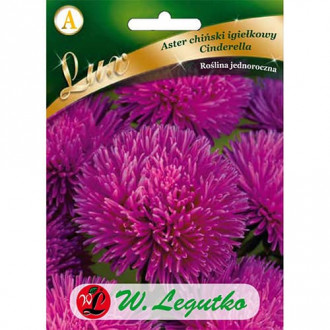 Aster Cinderella dunkelrot interface.image 5