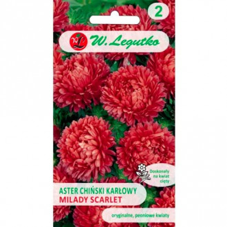 Aster Milady Scarlet Legutko Bild 17 Aster Milady Scarlet Legutko interface.image 17