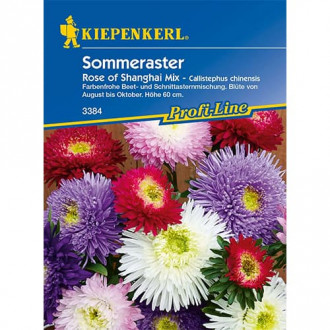 Sommeraster Rose of Shanghai Bild 14 Sommeraster Rose of Shanghai interface.image 14