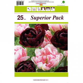 Tolles Angebot! Volle Tulpe, Set von 2 Sorten Bild 9 Tolles Angebot! Volle Tulpe, Set von 2 Sorten interface.image 9