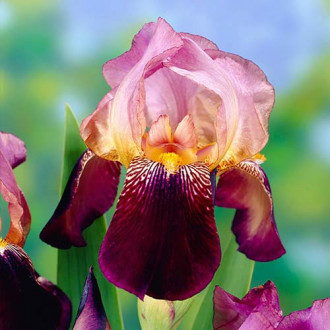 Bartiris (Iris) Ambassadeur interface.image 6