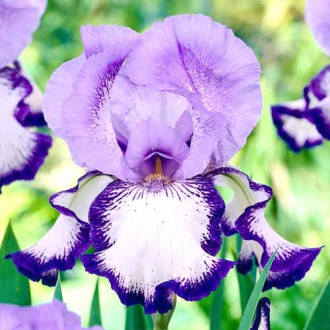 Bartiris (Iris) On Edge interface.image 5