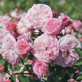 Beetrose Maria Theresia Bild 8 Beetrose Maria Theresia interface.image 8