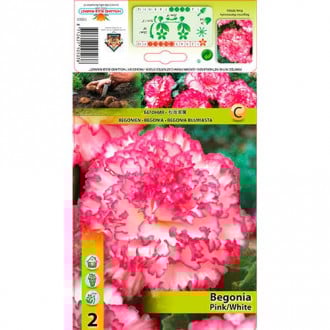Begonie Marmorata Pink/White interface.image 6