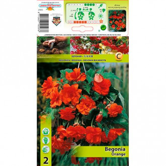 Begonie Pendula Orange interface.image 4