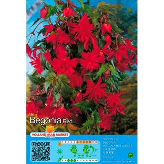 Begonie Pendula Red interface.image 1