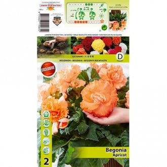 Begonie Ruffled Apricot interface.image 3