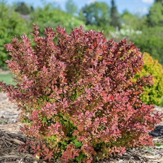 Berberitze Thunberga Pink Perfection interface.image 3