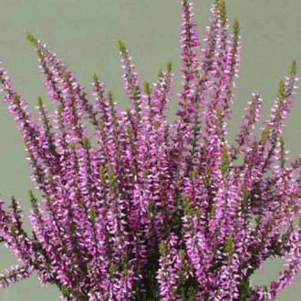 Besenheide Dunja interface.image 10