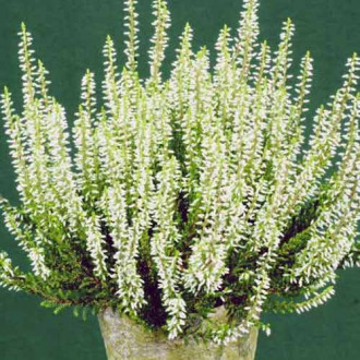 Besenheide Elisa interface.image 14