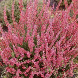 Besenheide Franca interface.image 18