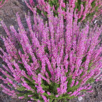 Besenheide Lena interface.image 17