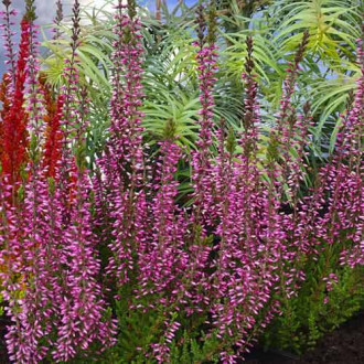 Besenheide Pink Bettina interface.image 13