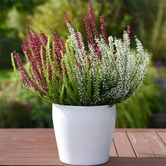 Besenheide Trio Girls Athene/Hilda/Zelda interface.image 11