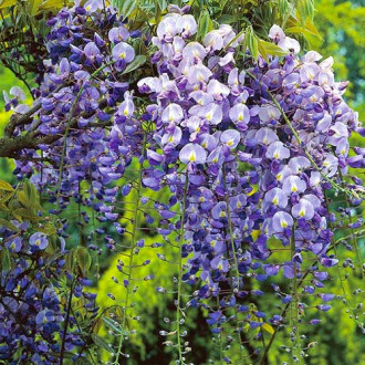 Blauregen Longwood Purple, С2 interface.image 5