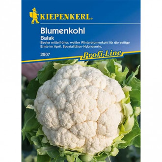 Blumenkohl Balak F1 interface.image 5