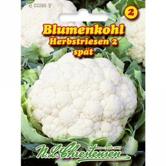 Blumenkohl Herbstriesen 2 interface.image 1