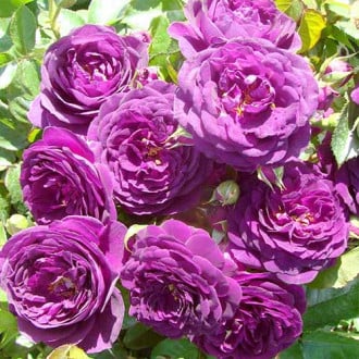 Rose blau-lila (Menge im Paket: 1 Pflanze) interface.image 1