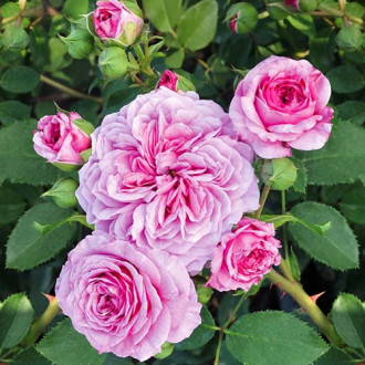Rose Frayla Miarija Bild 18 Rose Frayla Miarija interface.image 18