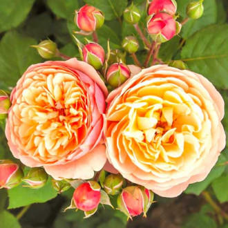 Blumenstrauß Rose Natalija Frayla interface.image 4
