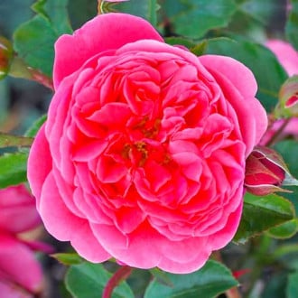 Blumenstrauß Rose Raspberry interface.image 5