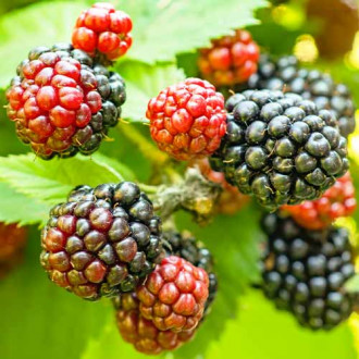 Brombeere Tricolor interface.image 6