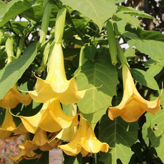 Brugmansia Angel's Yellow interface.image 3