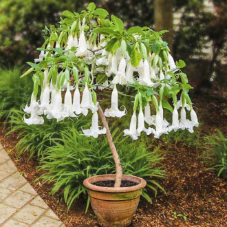 Brugmansia White interface.image 1