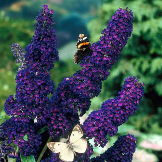 Buddleia Black Knight, P9 interface.image 4