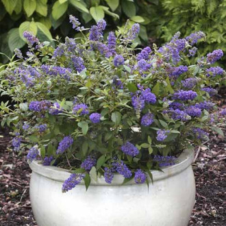 Buddleia Blue Chip Jr PBR, C3 interface.image 7