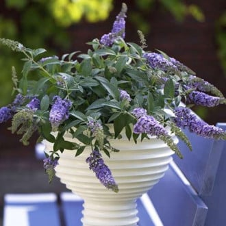 Buddleia Lilac Chip PBR, C3 interface.image 1