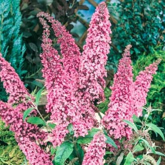 Buddleia Pink Delight, С2 interface.image 4