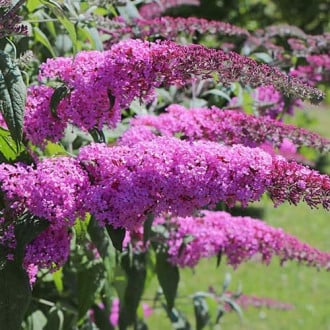 Buddleia Purple Prince, P9 interface.image 2