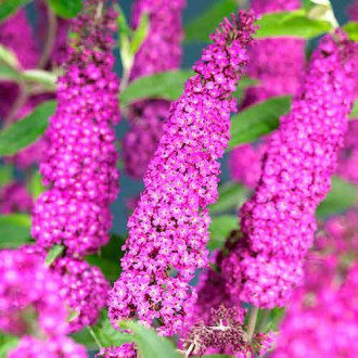Buddleia Summer Beauty, Р9 interface.image 5