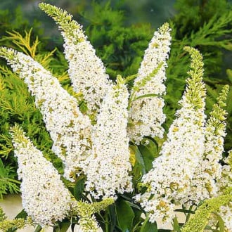 Buddleia White Profusion, С2 interface.image 5